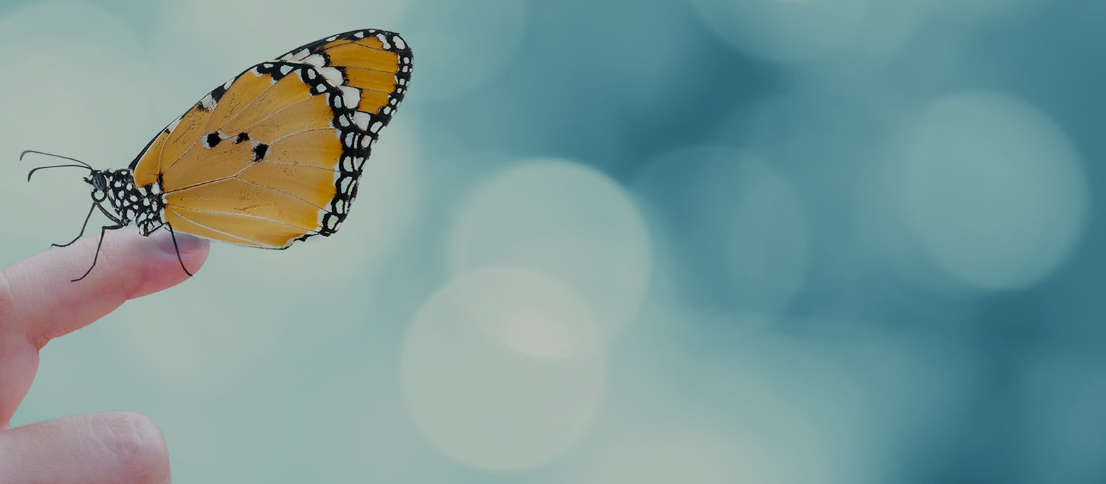 Banner image for Annual Biology Butterfly Show